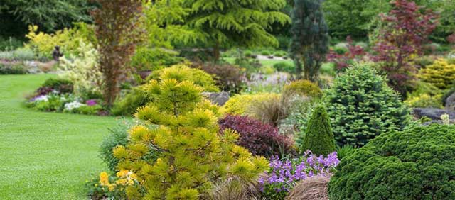 A-Passion-for-Conifers_01_.jpg