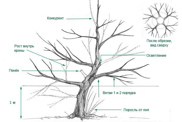 Схема обрезки дерева
