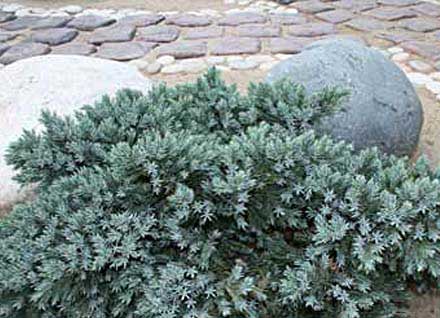 Juniperus_squamata_blue-star_003.jpg