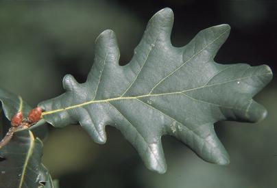 oak_leaf.jpg