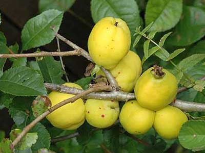 Chaenomeles-fruit.jpg