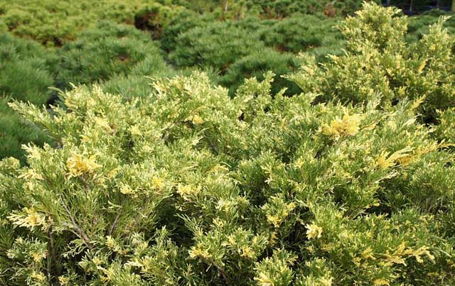 juniperus_sabina_variegata_002.jpg