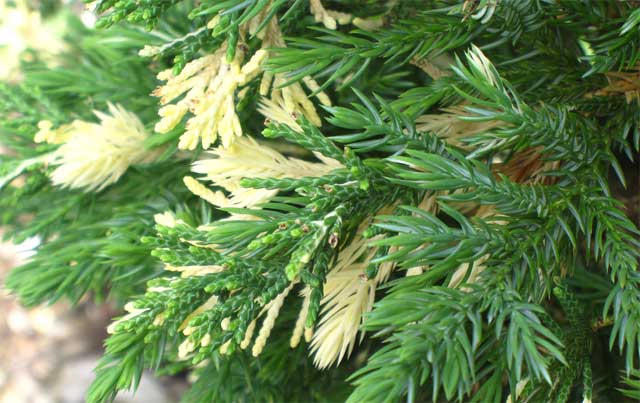 Juniperus-davurica-Expansa-Variegata.jpg