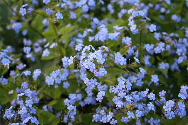 Brunnera-macrophylla-Blaukuppel_002.jpg