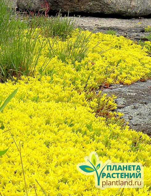Очиток едкий Yellow Queen