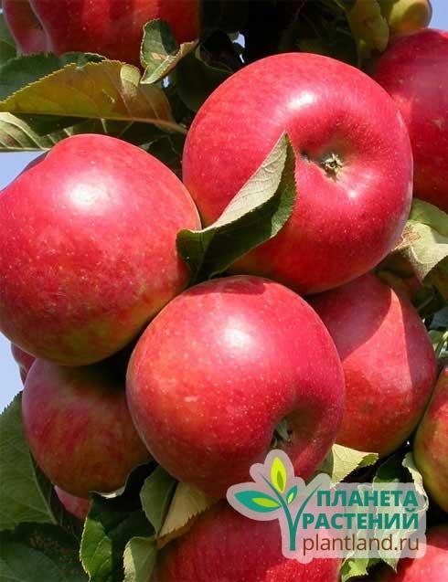 Яблоня Лобо - Описание сорта - Купить саженцы яблони