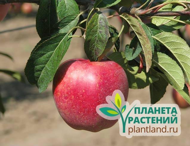 Колоновидная яблоня Джин (КВ-5) — купить саженцы в «Планете растений»
